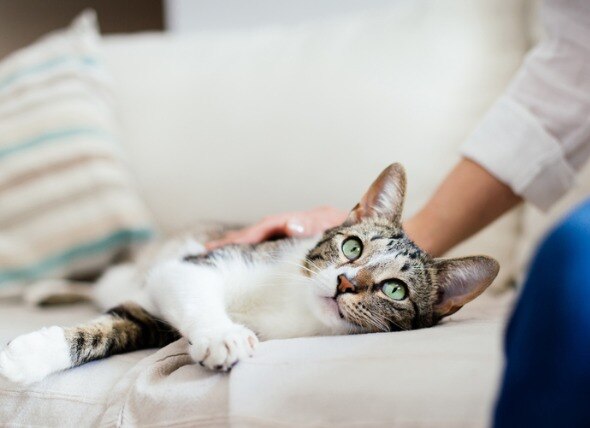 Cat lying on bed needing constipation treatment for relief