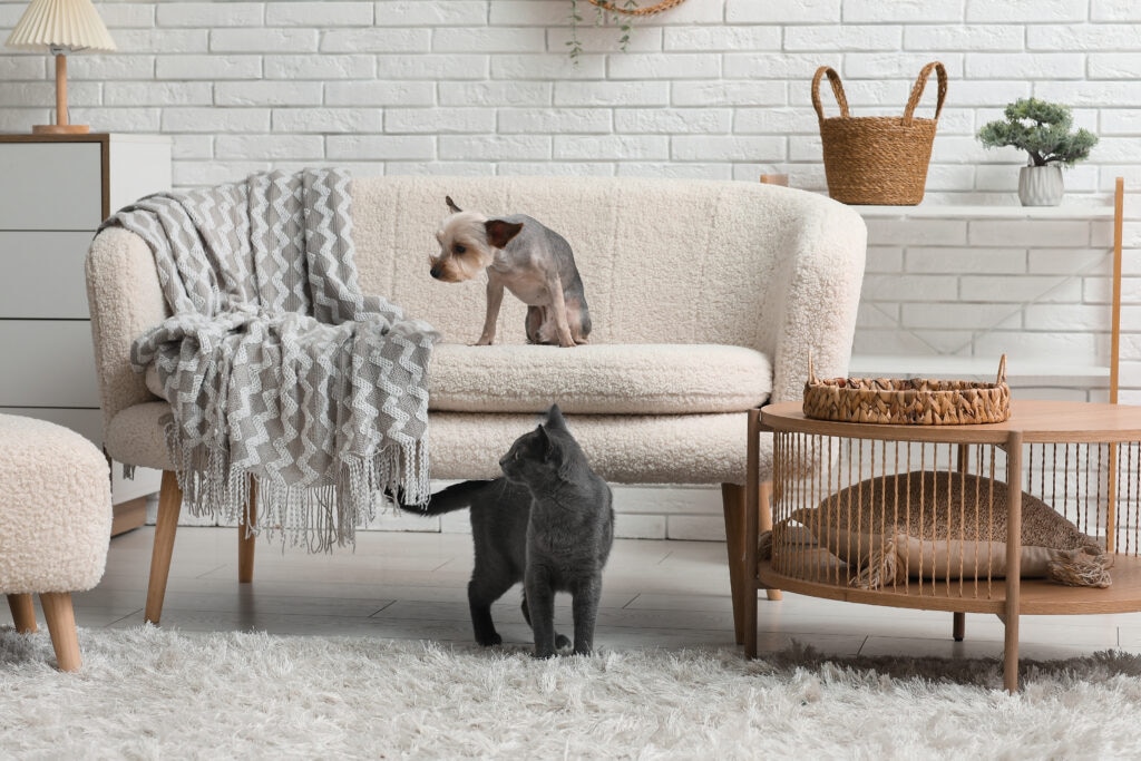 flea infestation: dog on couch and cat in living room