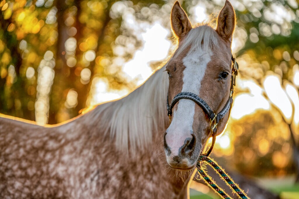 tan horse with white mane