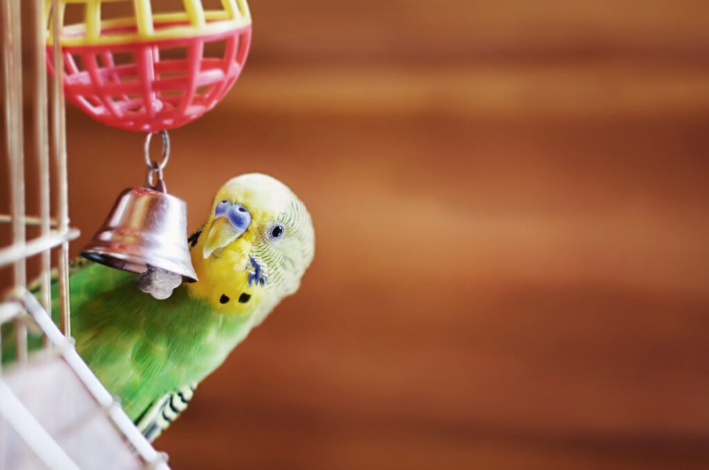 Budgerigar playing with toy