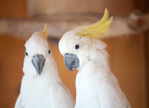 Sulfur-crested cockatoos