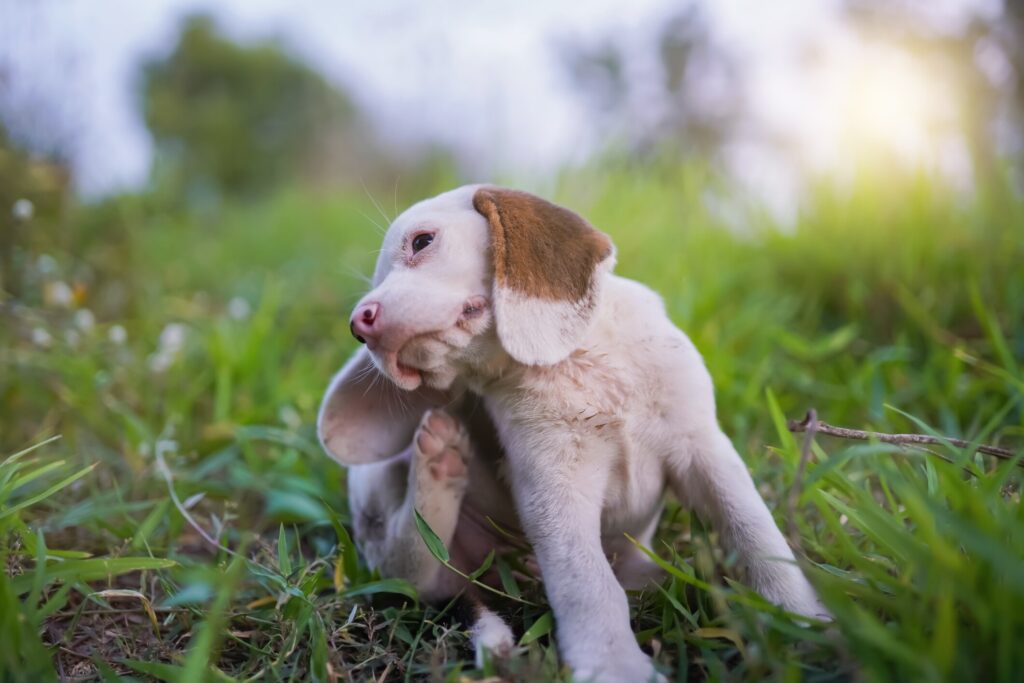A puppy scratches his ear.