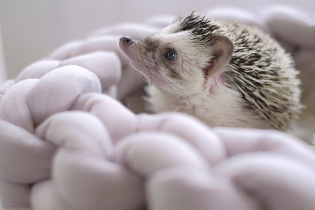 How Long do Hedgehogs Live: A cute pet hedgehog sits on a blanket.