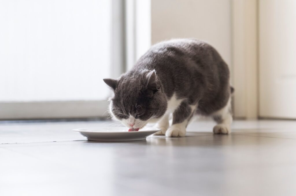 gray and white cat eating from a white plate on the floor