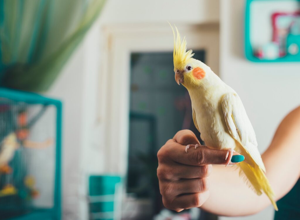 Distraught Bird How To Tell If a Bird Is Stressed, Depressed, or Anxious | PetMD