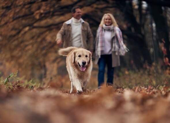 golden retriever hiking through the woods with two humans following