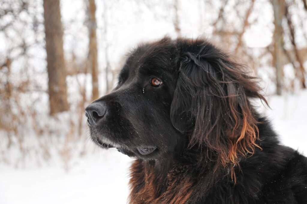 A Newfoundland pup looks out into the snow.