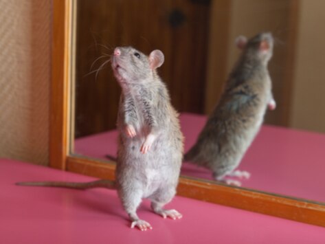 Bowing Rats Easy Tricks to Teach to Your Pet Rat | PetMD
