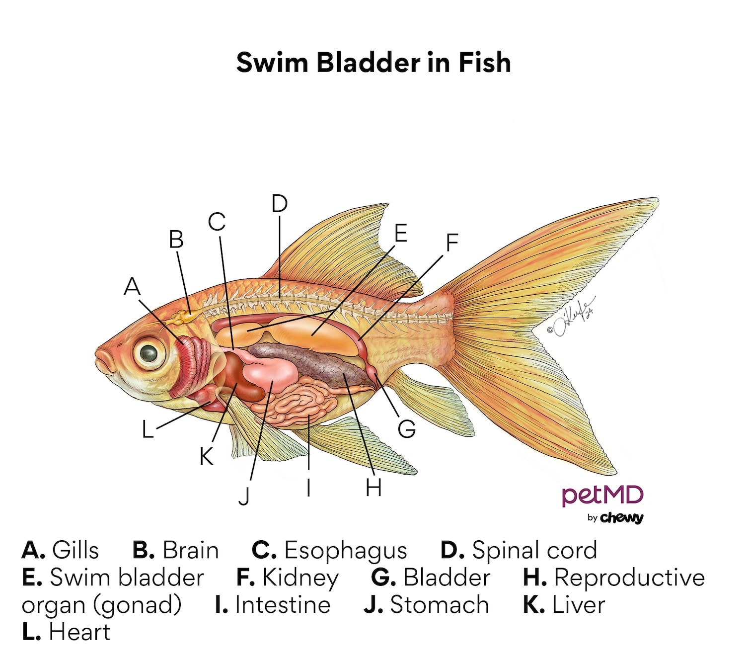 Swim Bladder Disease in Fish: Symptoms and Treatment