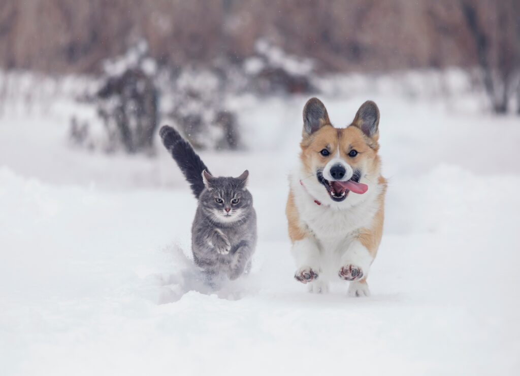 A Corgi and a cat run through the snow.