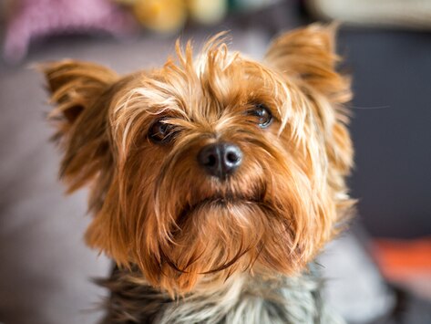close-up of a yorkie