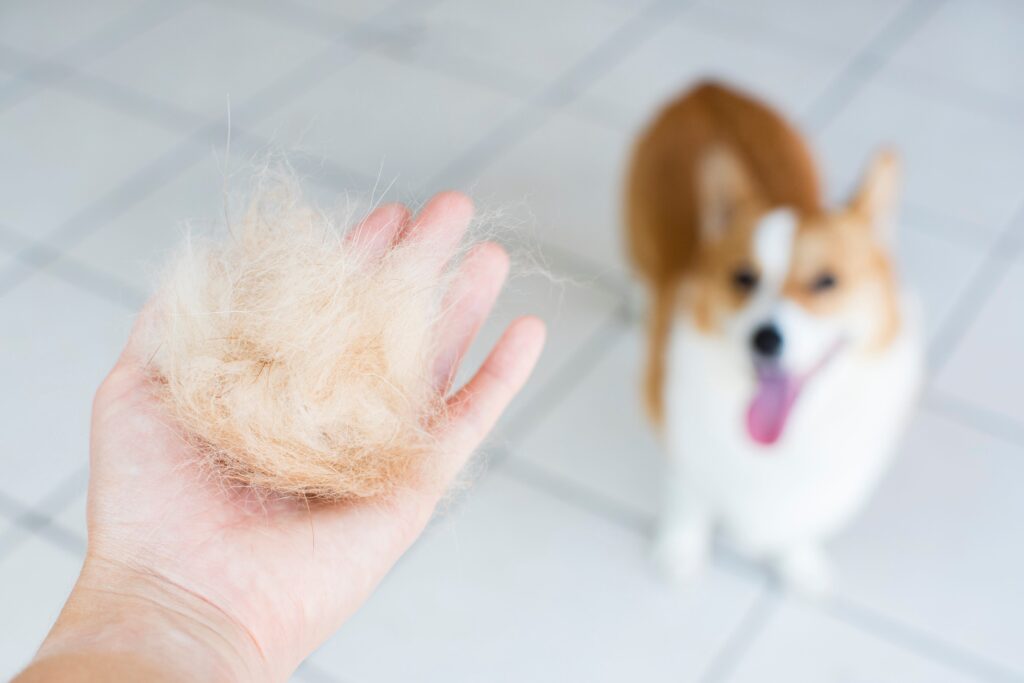 person holding a ball of dog hair with a corgi standing in the background