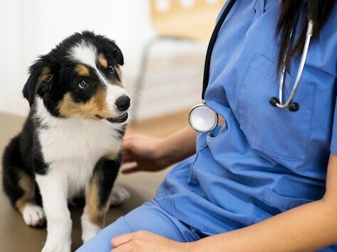 A dog sits with their vet.