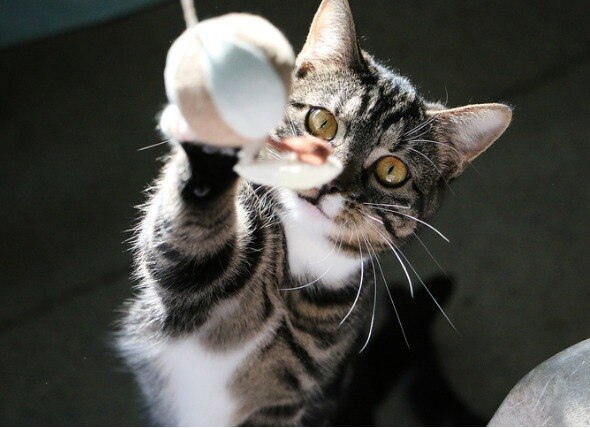 white and brown tabby playing with a toy