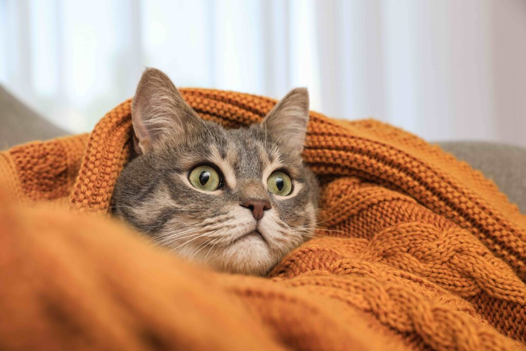 gray tabby cat wrapped in a knit orange blanket