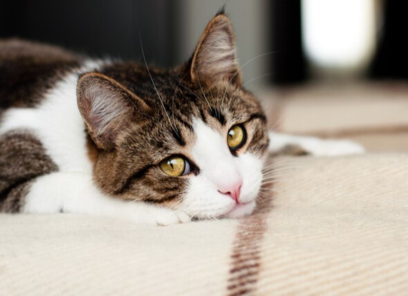 white and brown tabby cat lying down and looking at the camera