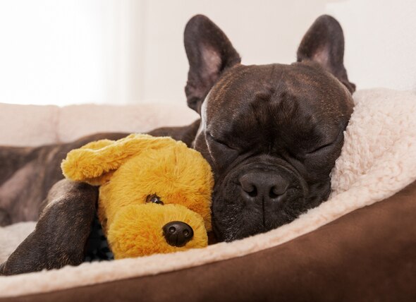 dog in bed with stuffed animal
