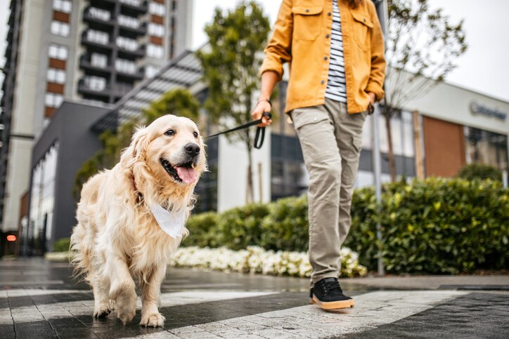 man walking golden retriever in a city