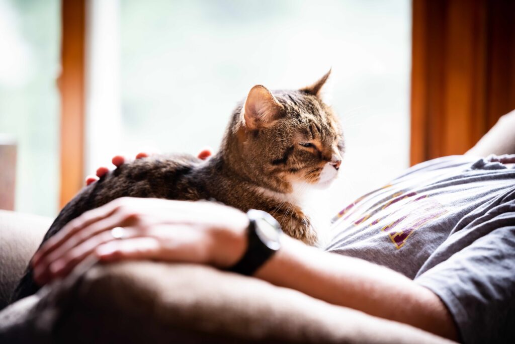brown and white tabby cat lying in person's lap