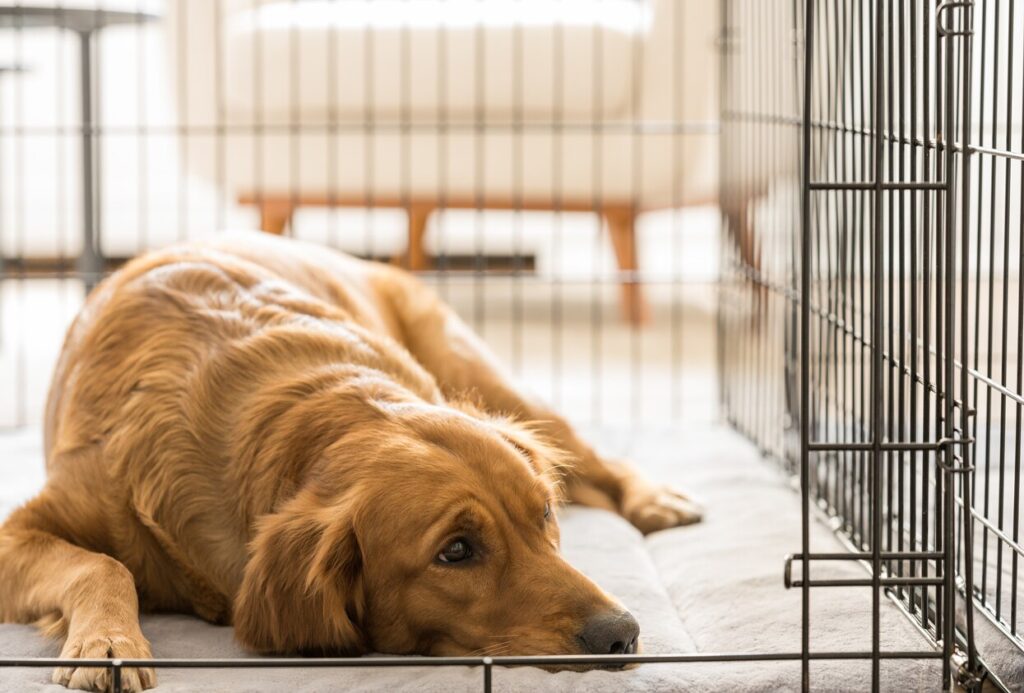 golden retriever lying in a crate