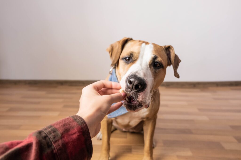 hand feeding a brown and white dog a treat