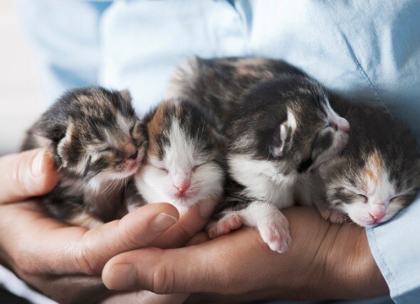 person holding four very young kittens