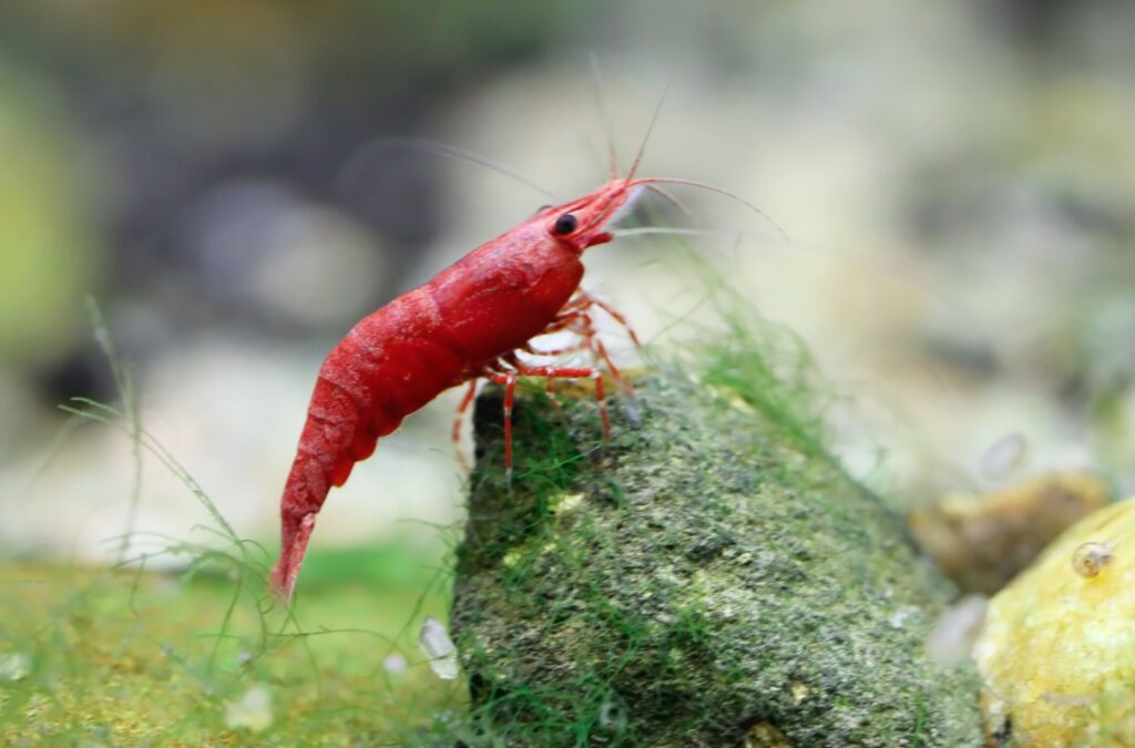 bright red cherry shrimp sitting on a rock inside an aquarium