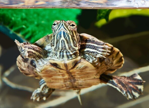Water quality is a critical element in keeping a healthy turtle habitat.