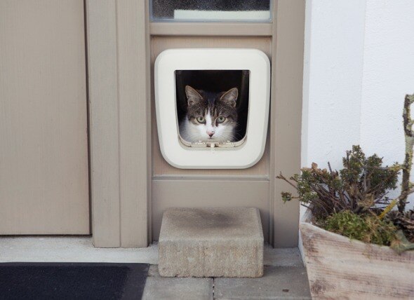 A cat looks out of their cat door.