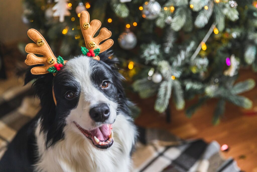 A Bordie Collie smiles by a Christmas Tree.