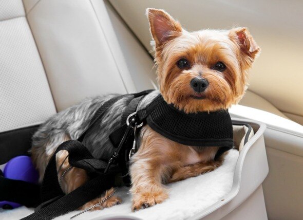 dog in car