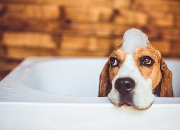 A dog sits in a bathtub.