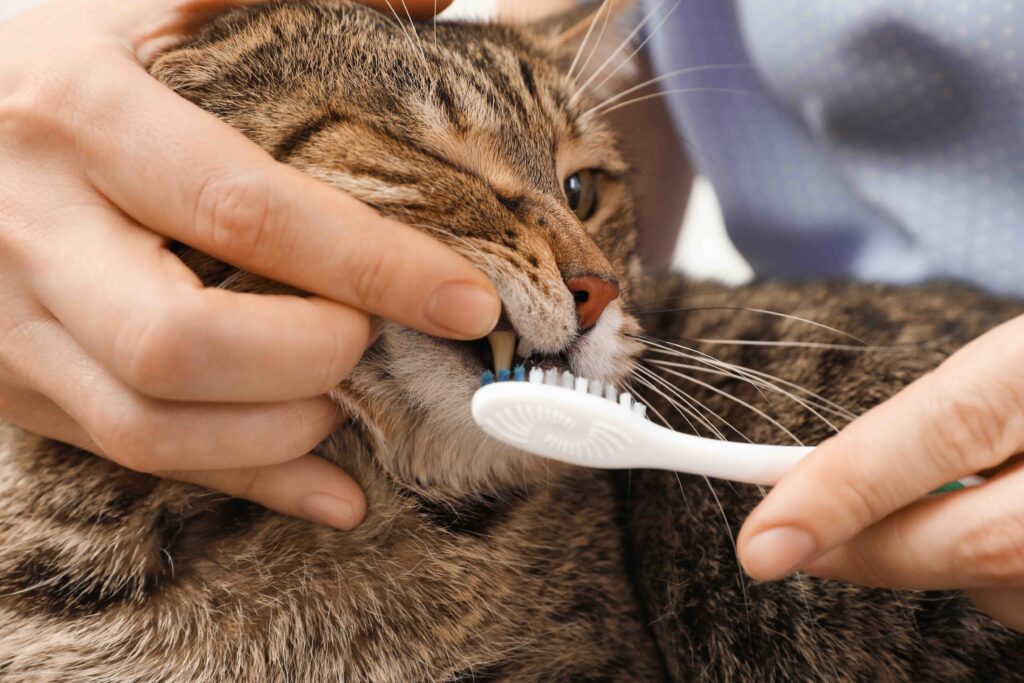 close-up of someone brushing a brown tabby's teeth