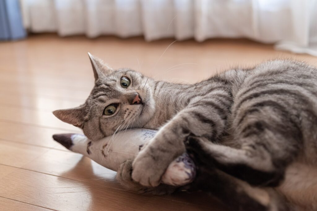 A cat hugs their toy.