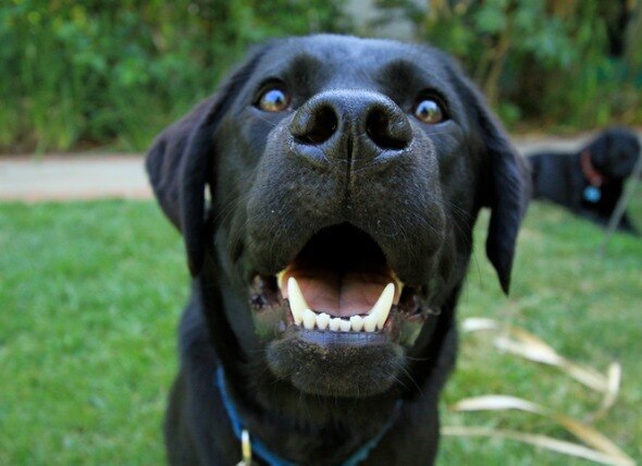 A Black Lab looks up and smiles.