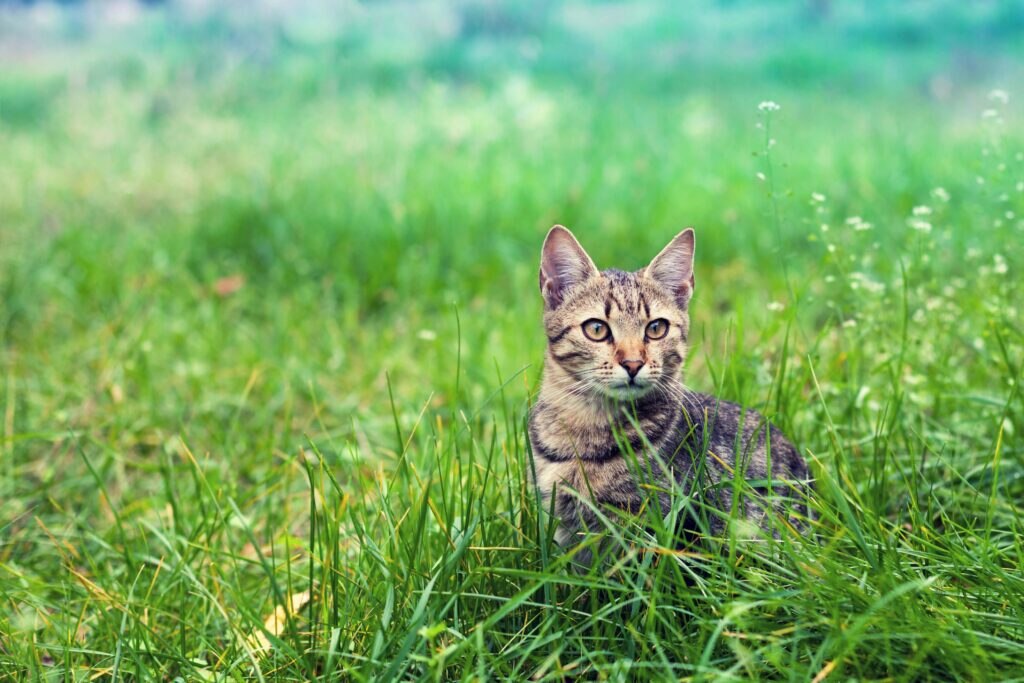 brown tabby cat sitting in tall green grass
