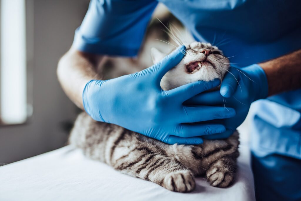 A cat gets their teeth examined by their vet.