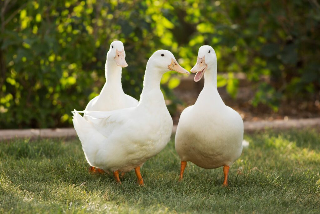 three white ducks standing in grass together
