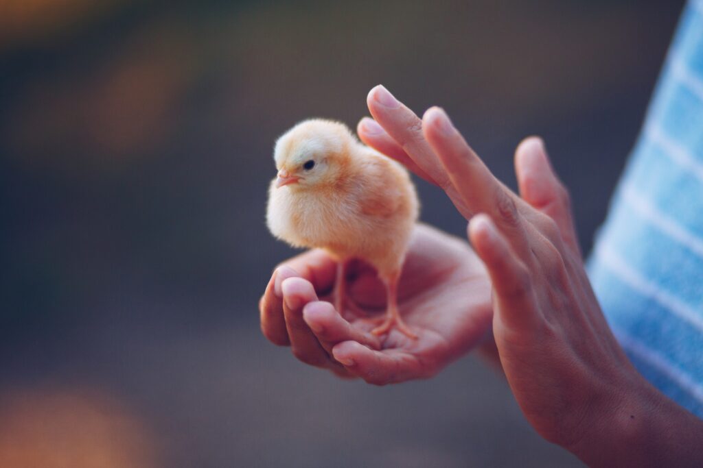 person holding a baby chick and petting it