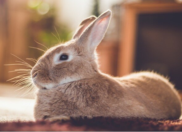 fluffy rabbit lying down