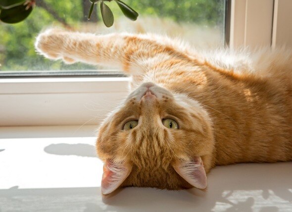 orange cat lying on a window sill