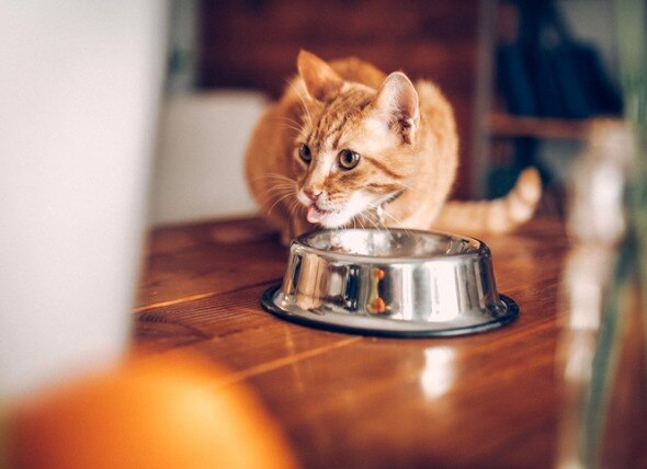 cat eating out of silver bowl