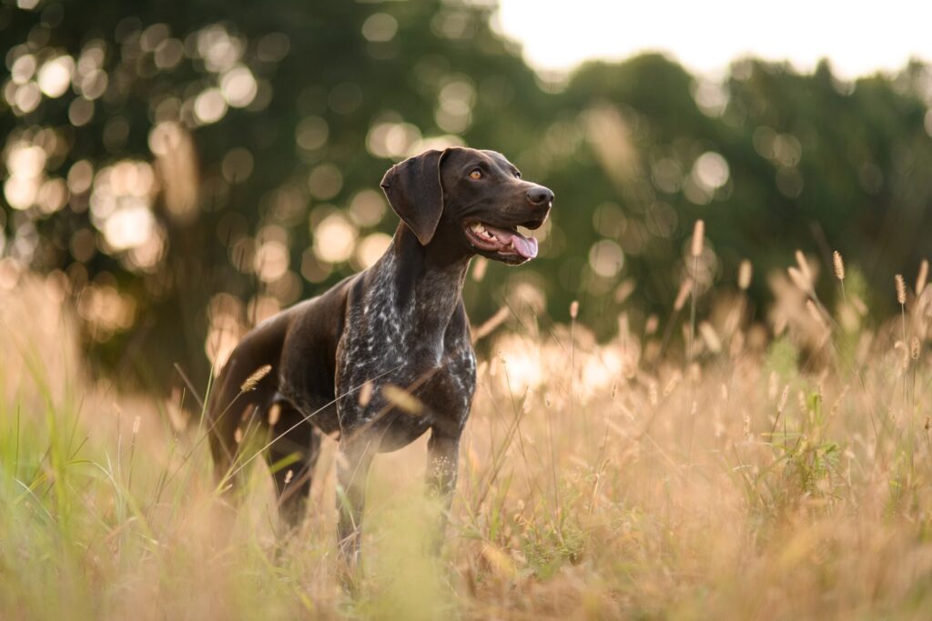 safest flea treatment for dogs; a Pointer sits in a field.