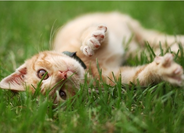 Cat on lawn