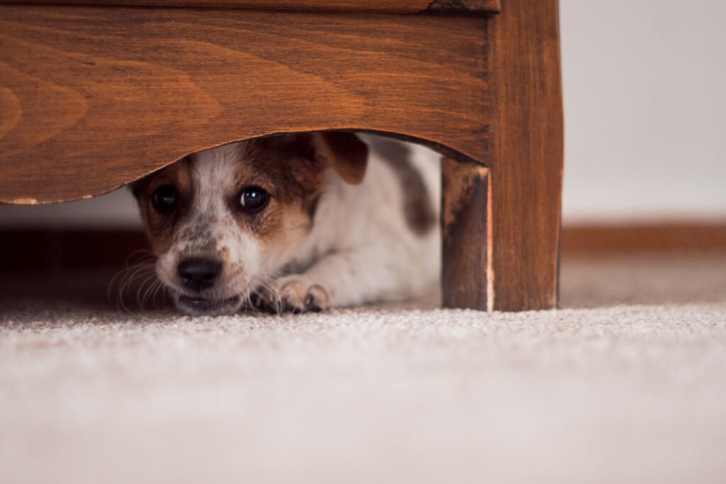 A puppy hides under the bed.