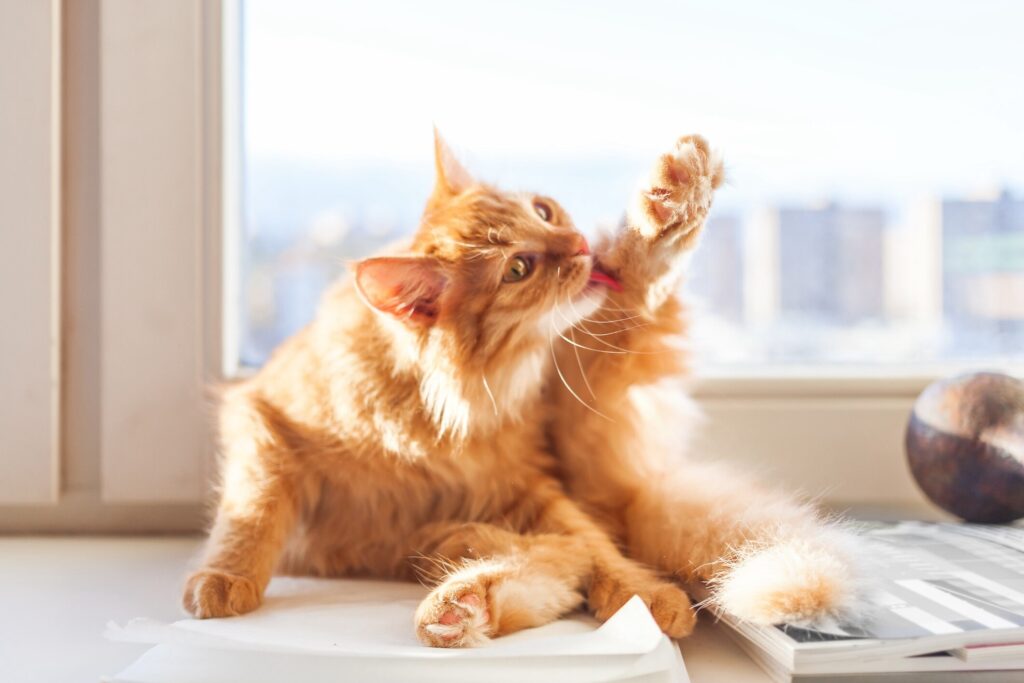 fluffy orange cat licking his leg on a windowsill, as if overgrooming