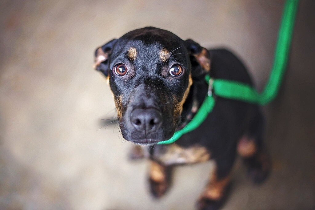 nervous dog on a leash looking up at the camera