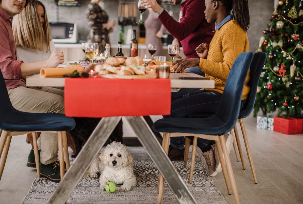 A pup sits beneath the holiday dinner table.