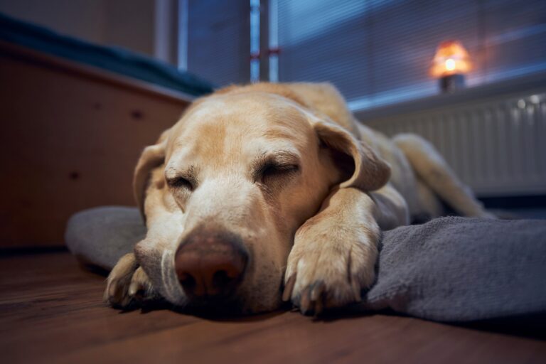 Cancer in Dogs