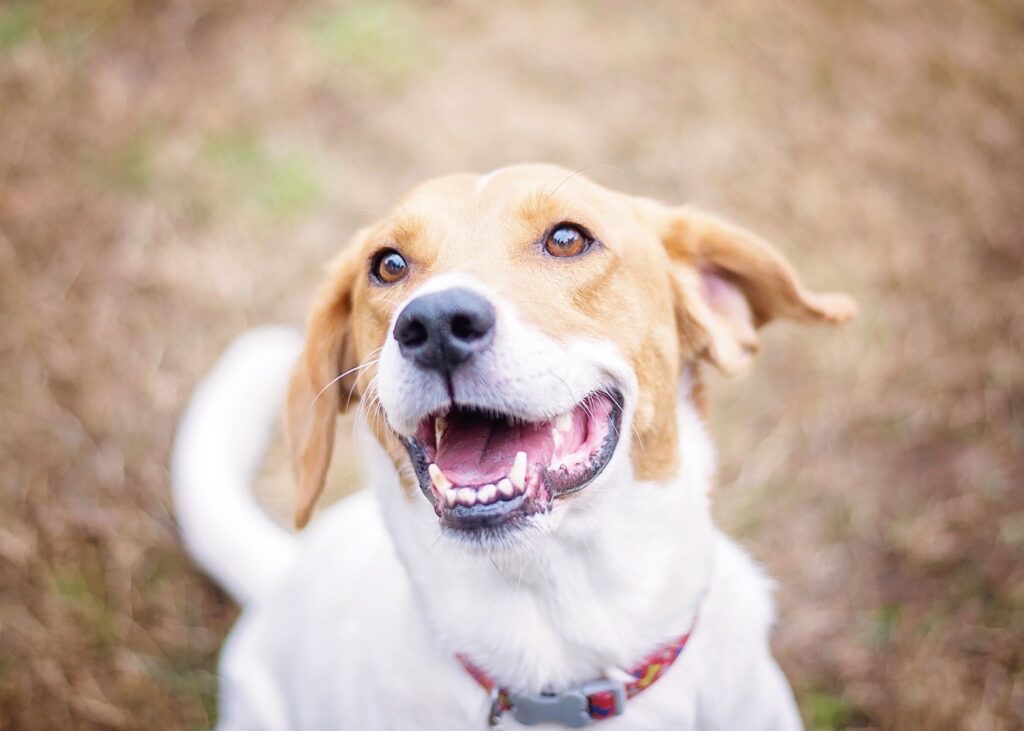 smiling brown and white dog showing off his teeth